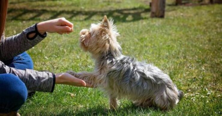 addestrare cane ingestibile