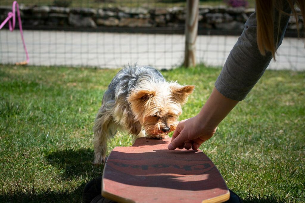 come addestrare il tuo cane 