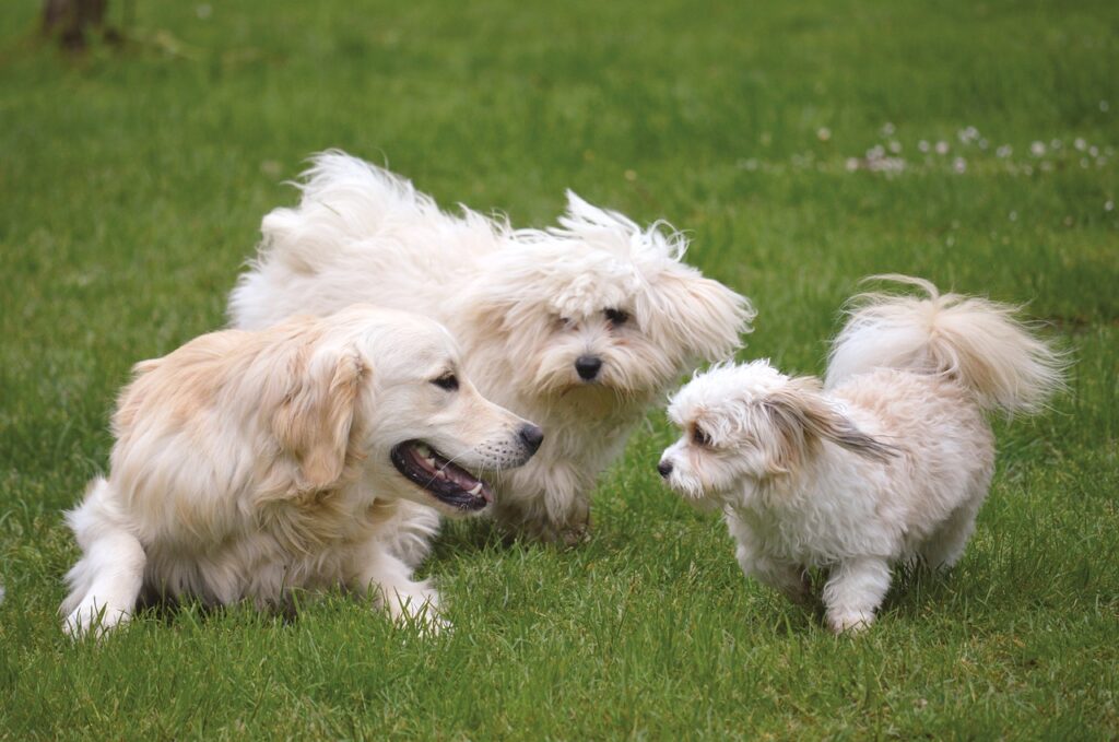 come addestrare il tuo cane