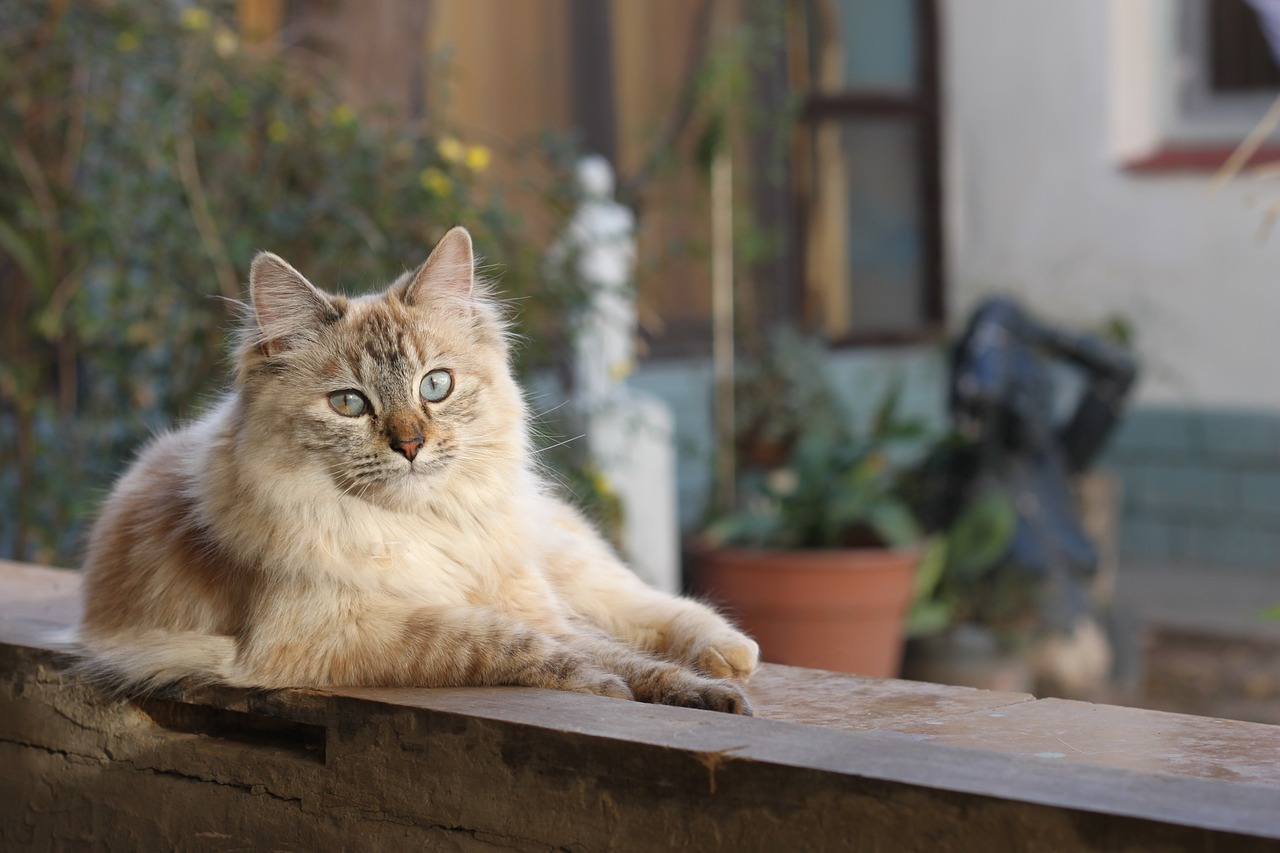 allontanamento gatto casa