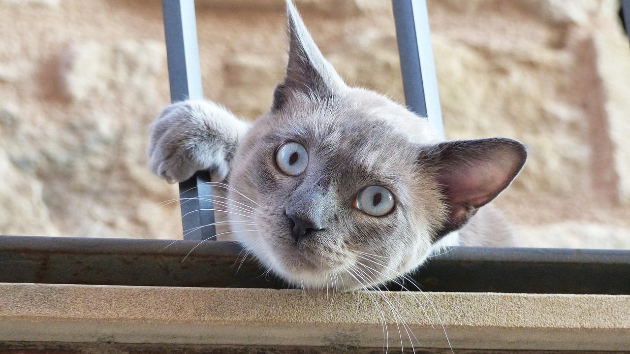 allontanamento gatto casa