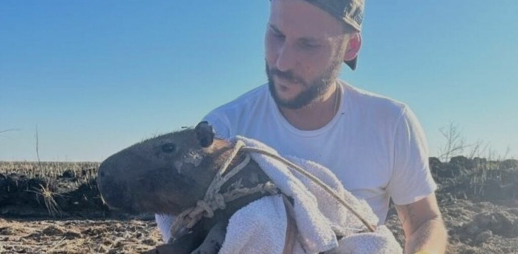 Un veterinario raccoglie donazioni per gli animali vittime degli incendi