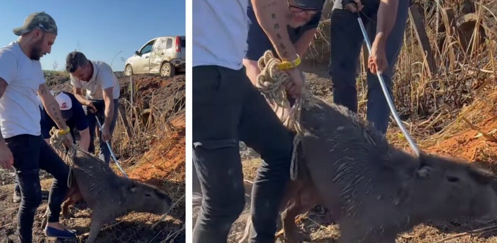 Un veterinario raccoglie donazioni per gli animali vittime degli incendi