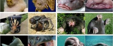 animali rari che non pensavi esistessero