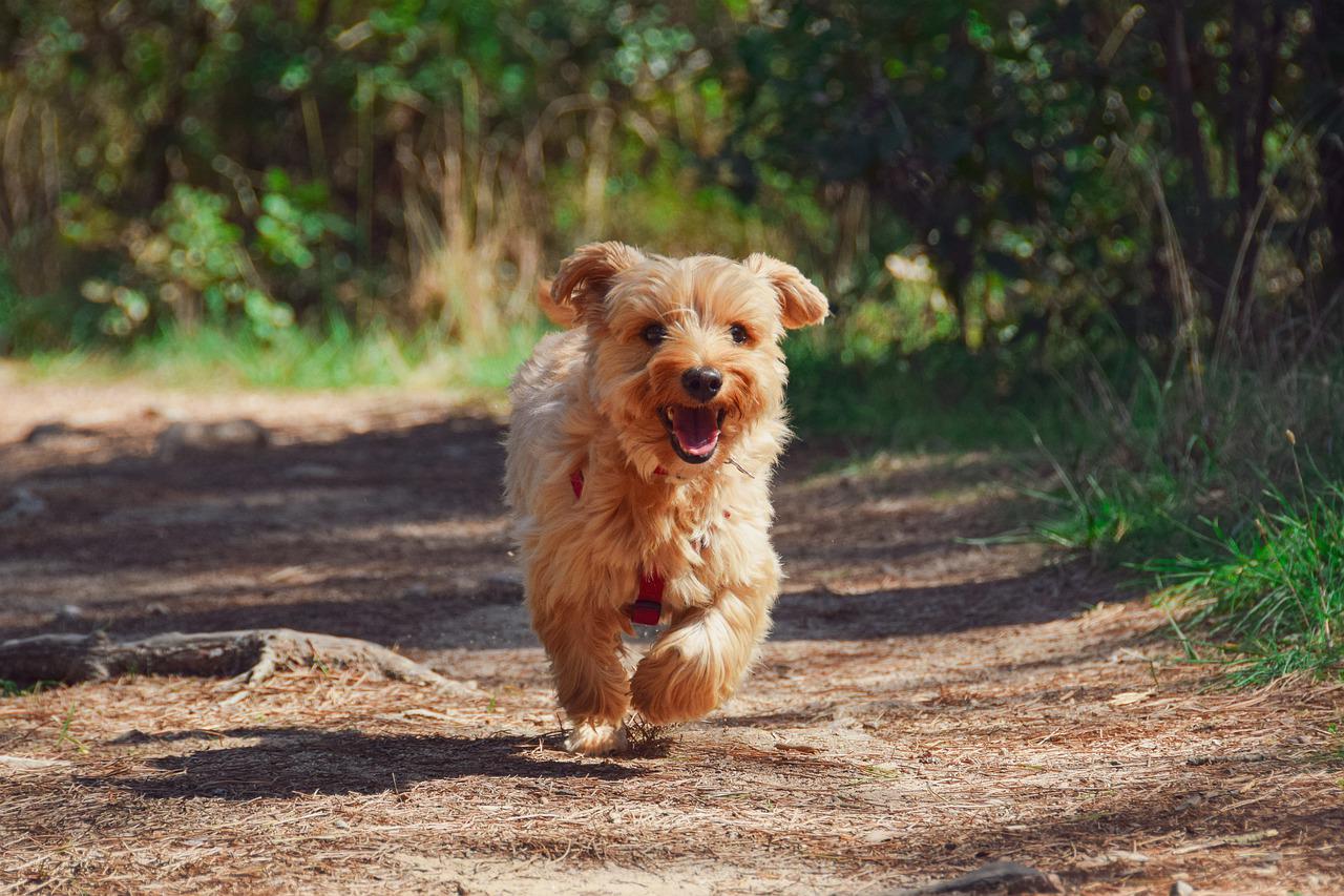 attirare attenzione cani