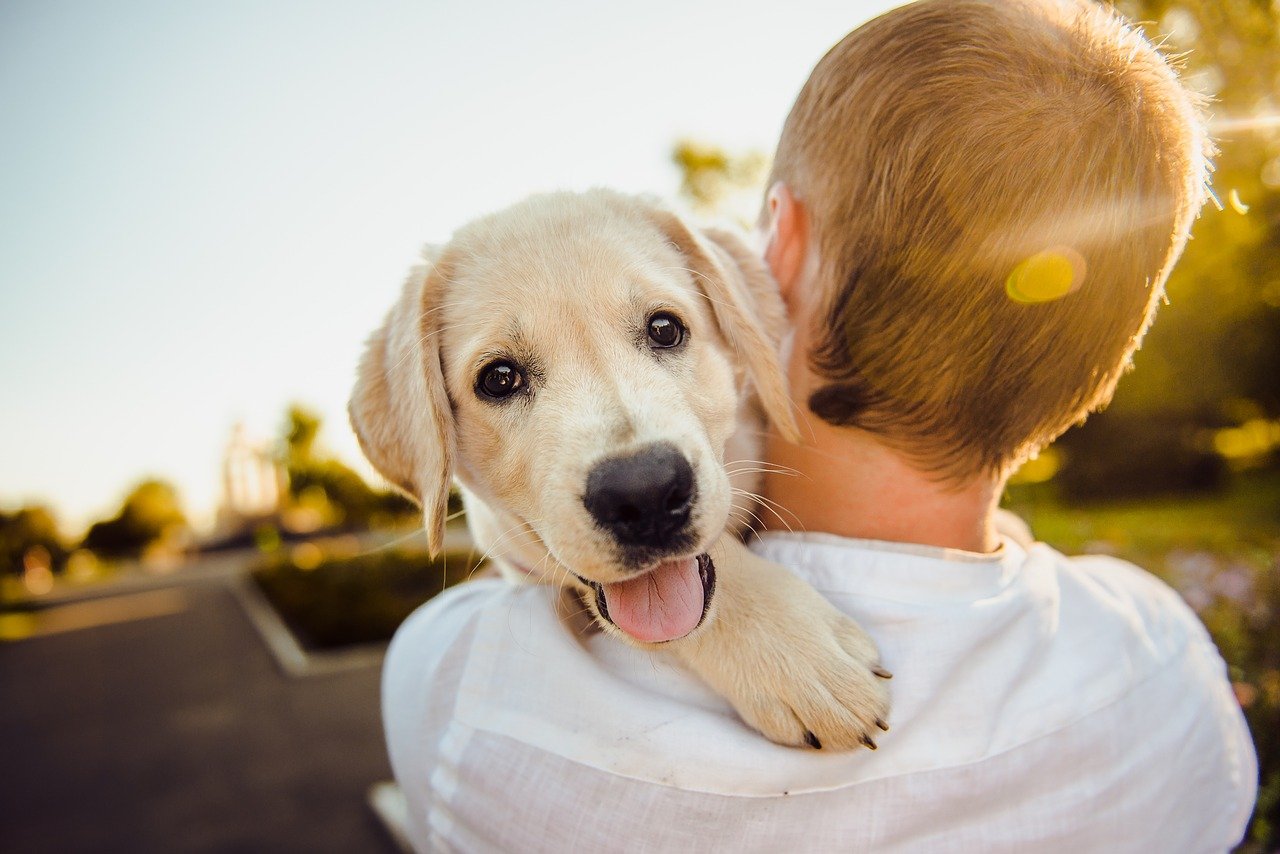 attirare attenzione cani