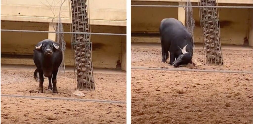 Bufalo ha aiutato una tartaruga con il suo muso