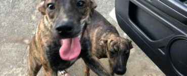 Cagnolina smarrita torna a casa insieme ad un altro cane uguale a lei