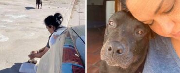 Una cagnolina senzatetto incinta piange di gioia quando il suo soccorritore la mette in macchina