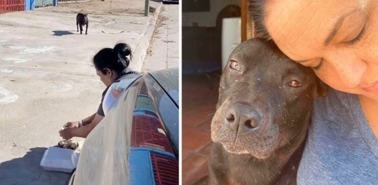 Una cagnolina senzatetto incinta piange di gioia quando il suo soccorritore la mette in macchina