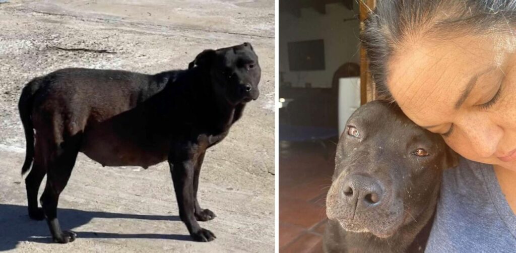 Una cagnolina senzatetto incinta piange di gioia quando il suo soccorritore la mette in macchina