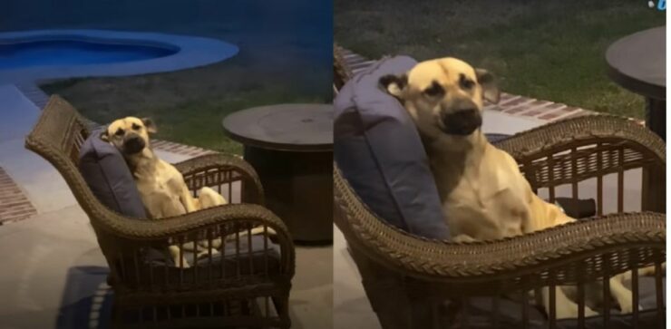 Donna esce di casa e trova un cagnolino randagio nel suo patio che si era accomodato sulla sua sedia a dondolo