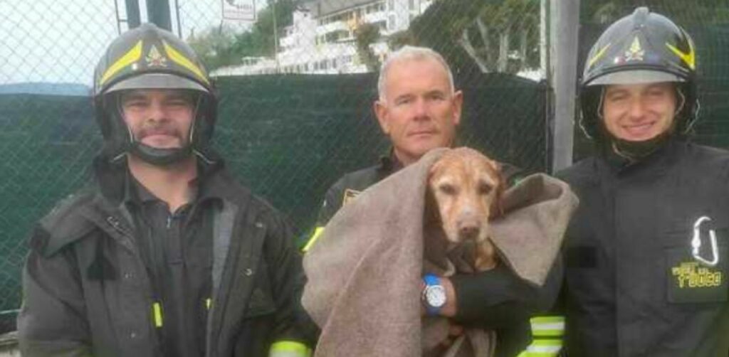 Cagnolino cade in acqua e inizia ad abbaiare chiedendo disperatamente aiuto: viene salvato da degli eroi