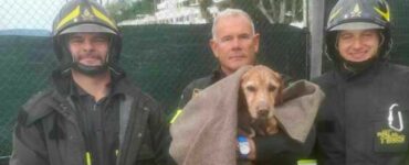 Cagnolino cade in acqua e inizia ad abbaiare chiedendo disperatamente aiuto: viene salvato da degli eroi