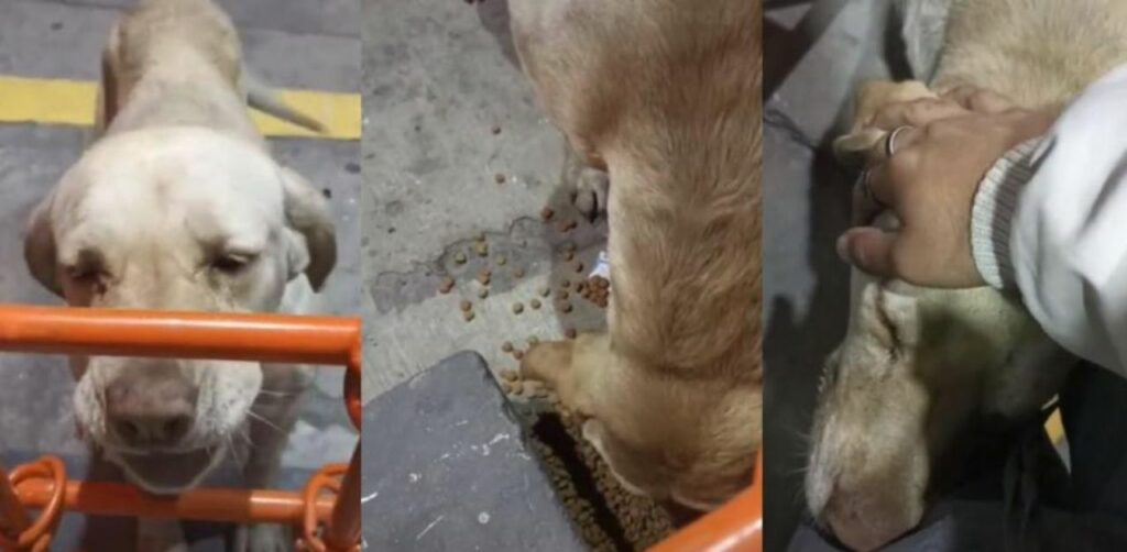 Un cane randagio chiede del cibo e paga con un pezzo di cartone e tanta dolcezza
