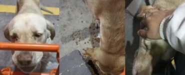 Un cane randagio chiede del cibo e paga con un pezzo di cartone e tanta dolcezza