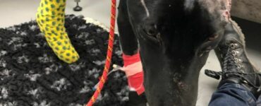 Dopo che il cane è scappato dal dog sitter, il proprietario ha dovuto pagare un conto di 8,500 sterline dal veterinario