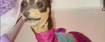 Famiglia decide di imbalsamare il loro cane morto, in modo che possa stare più tempo con loro