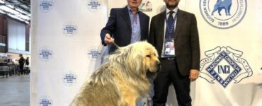 Il cane più bello d’Europa si chiama Kitana ed è calabrese