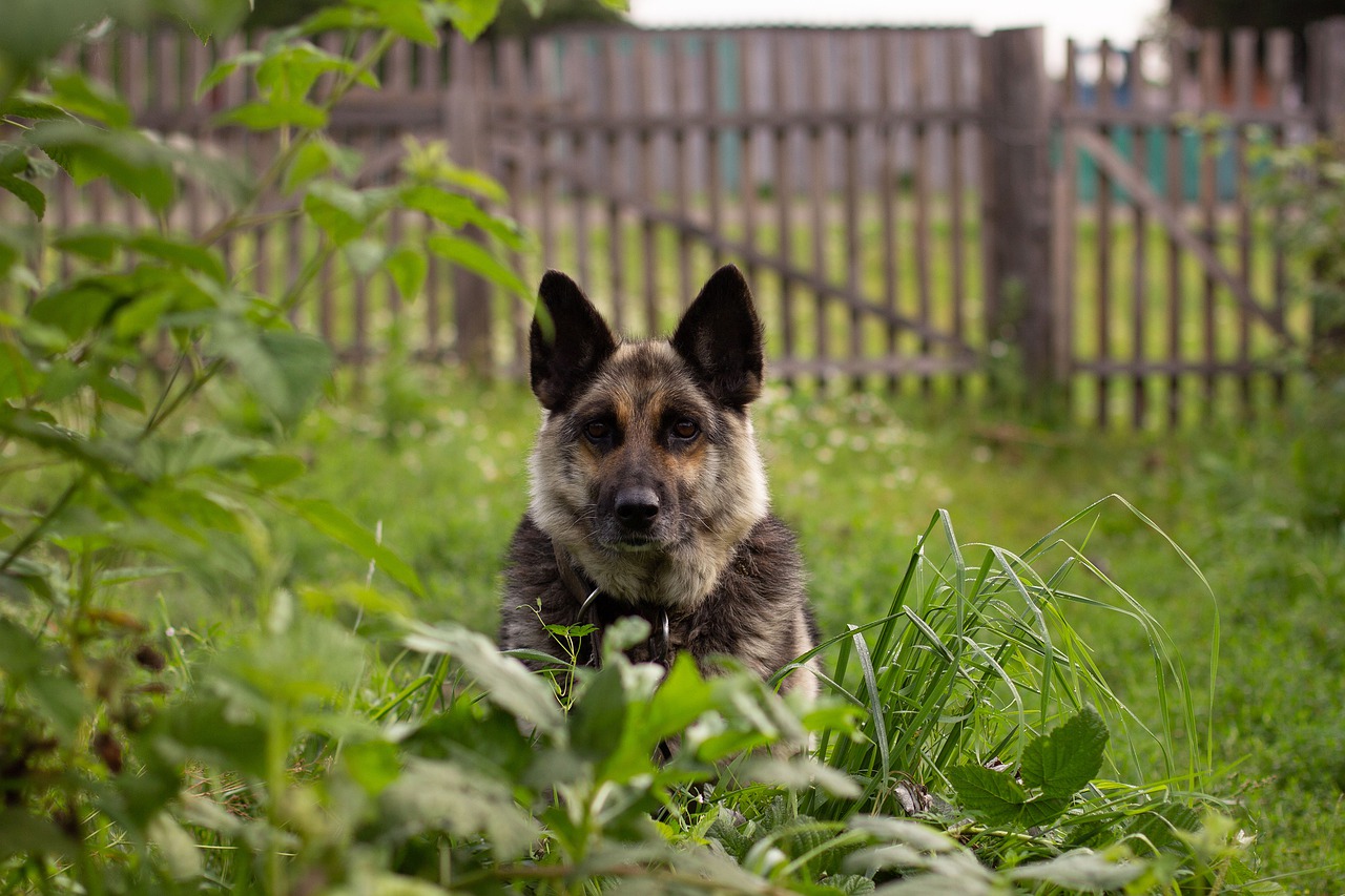 cane dimostra amore