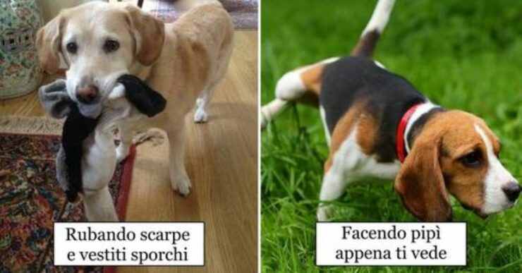 cane dimostra amore