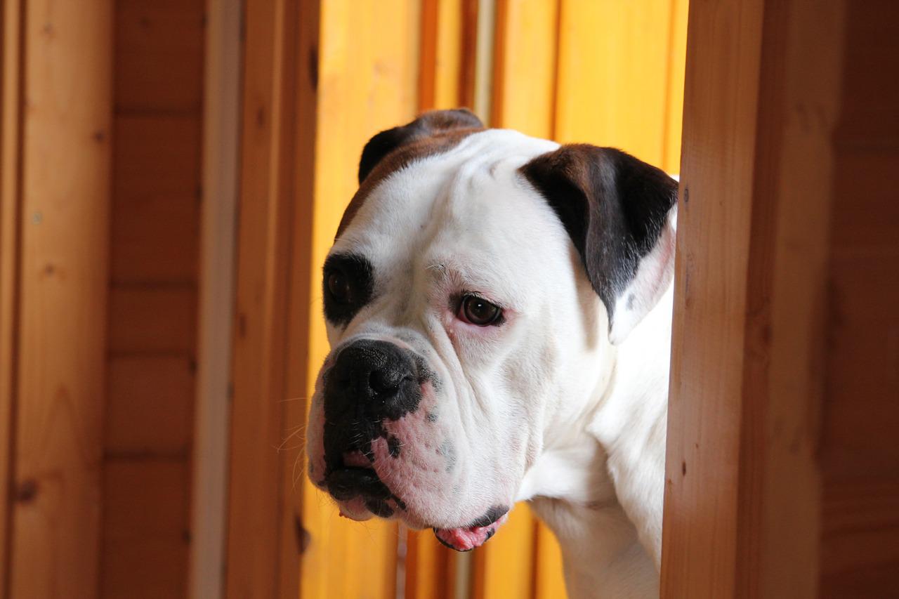 cane in bagno