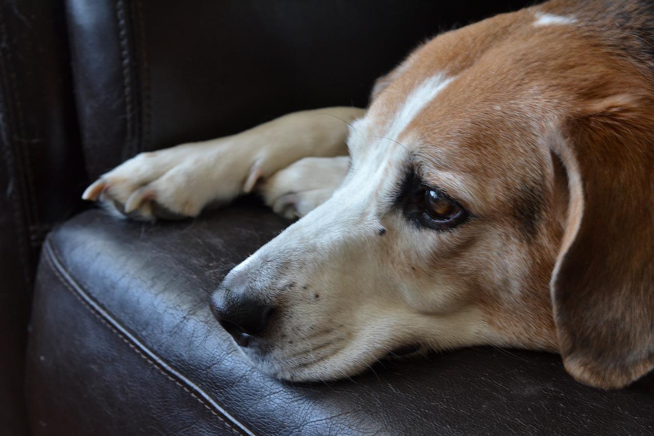 cane soffre di depressione