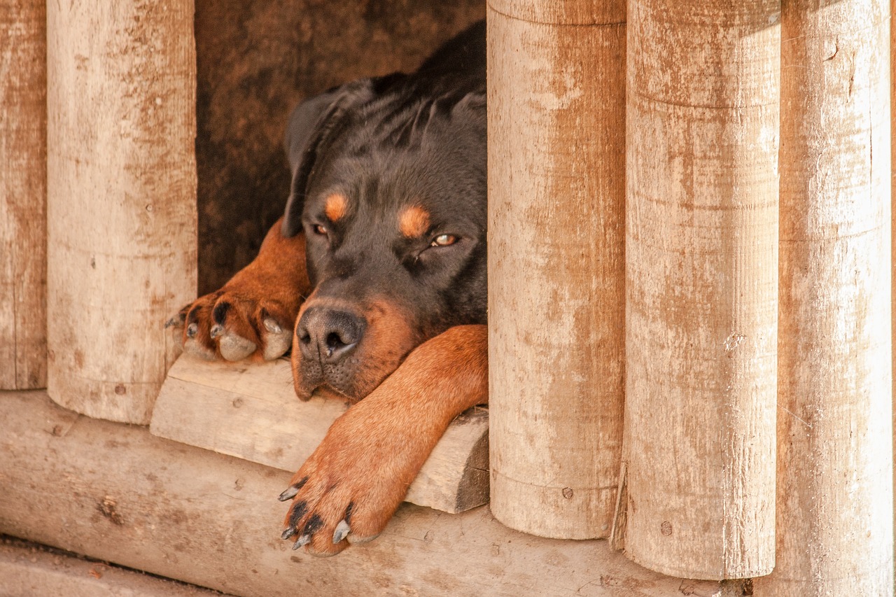 cane soffre di depressione