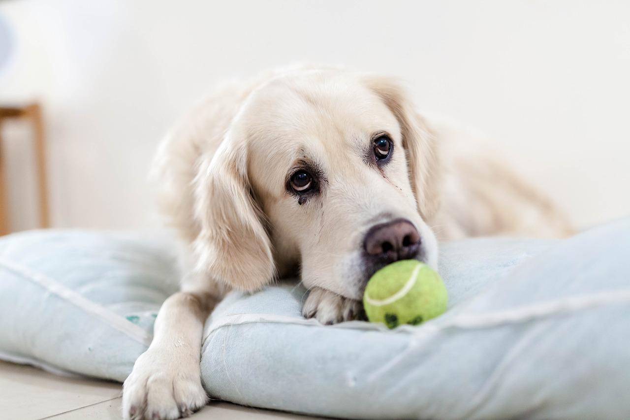 cane soffre di depressione