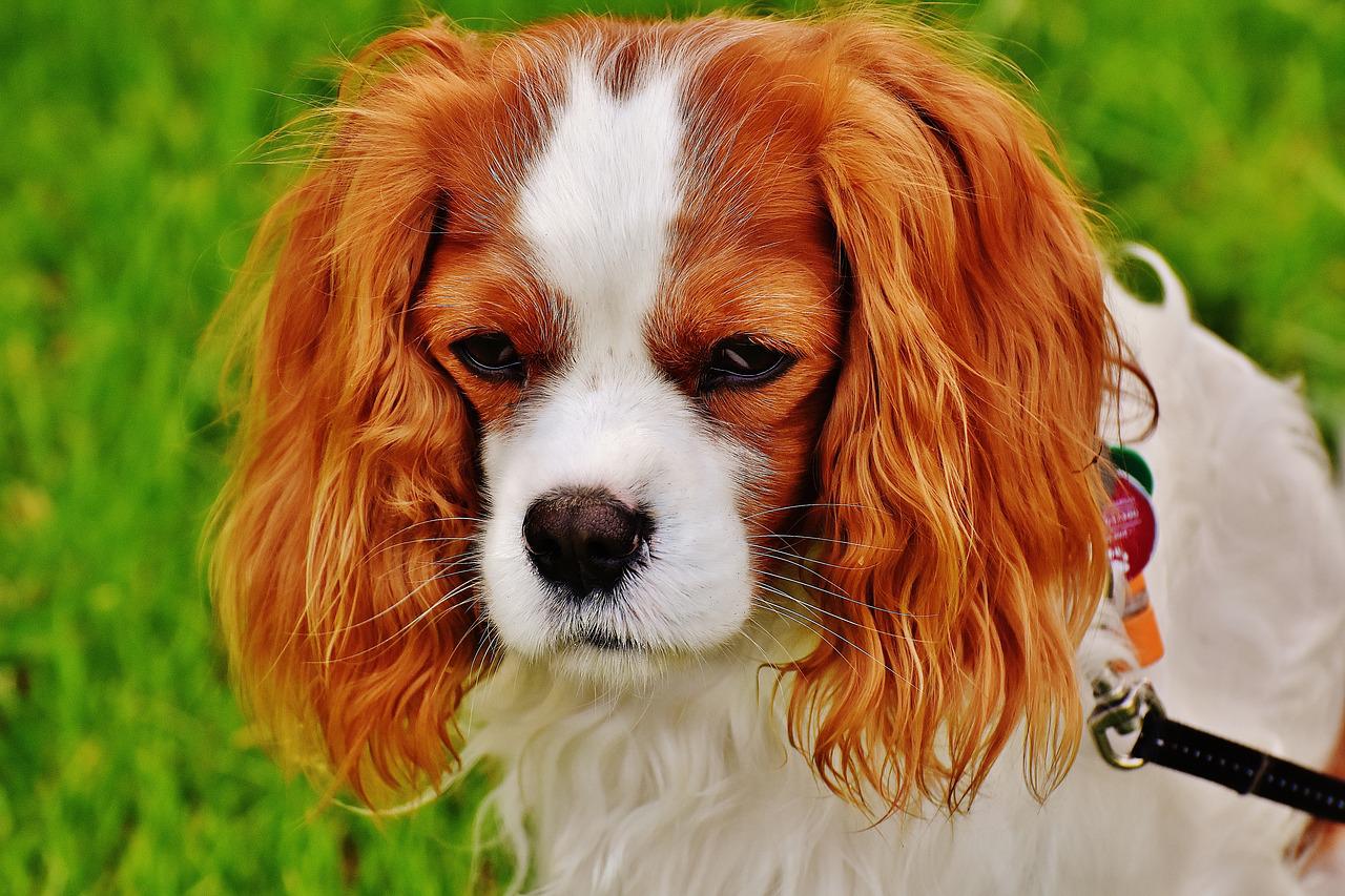 cane soffre di depressione