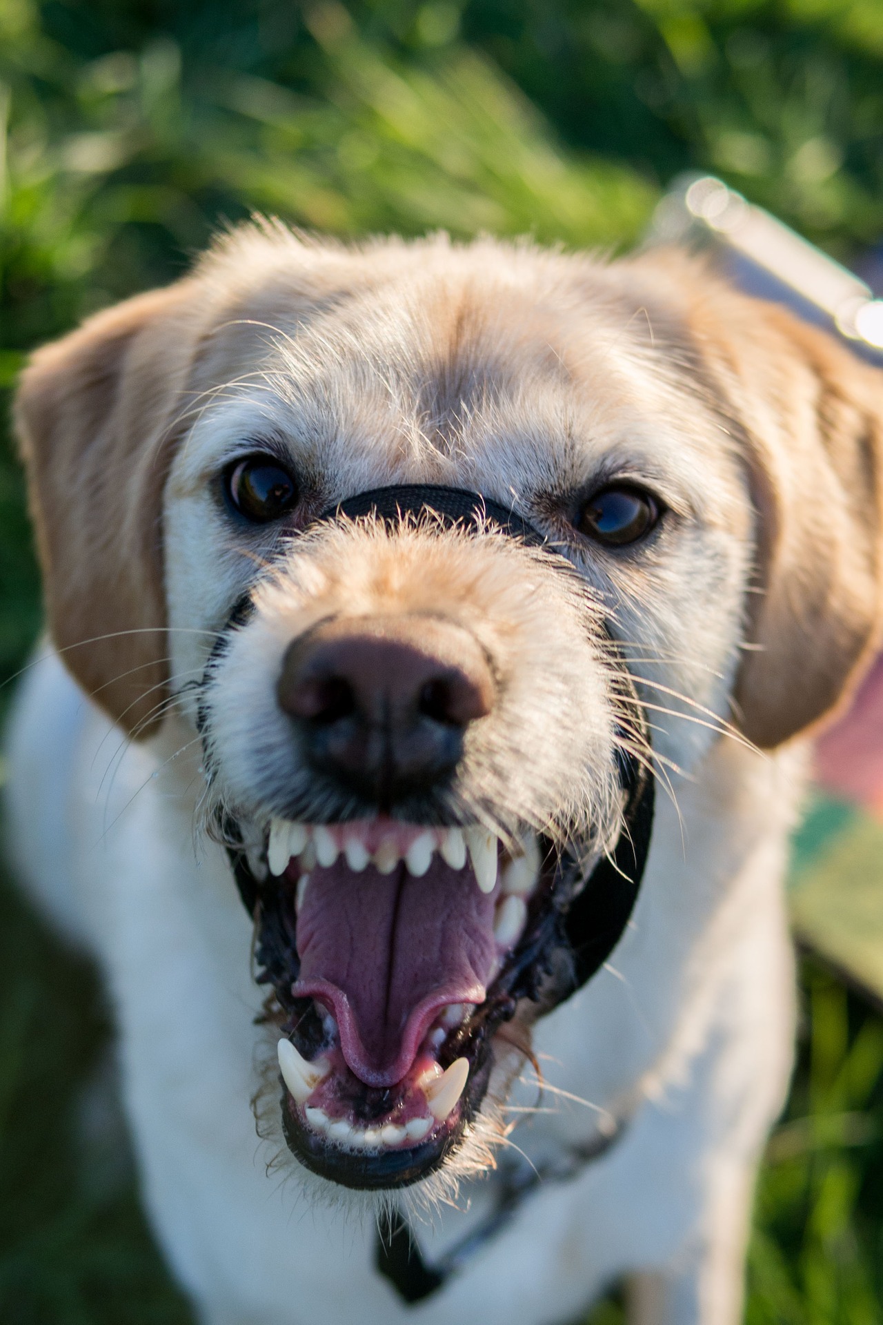 capire cane disagio