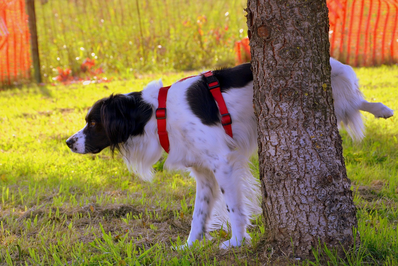 cane urinare erba