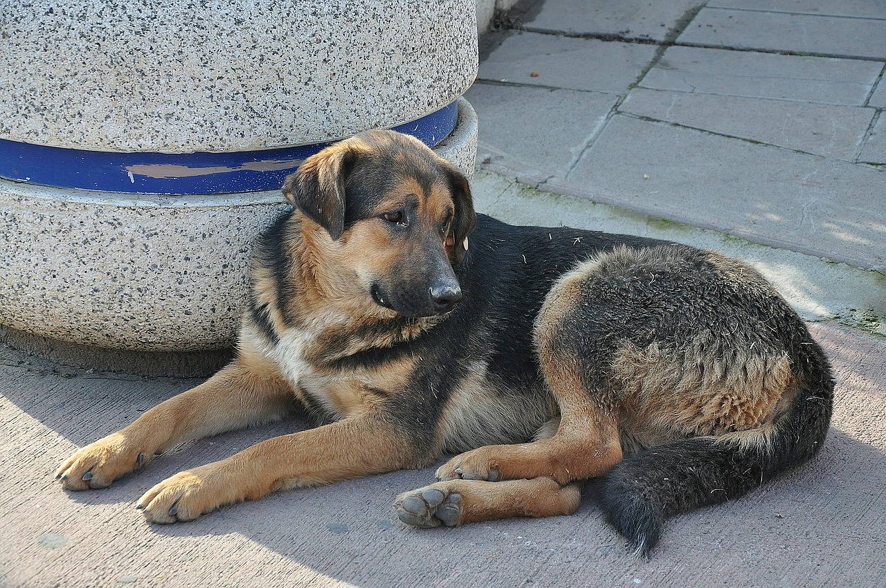 evitare forfora nel cane