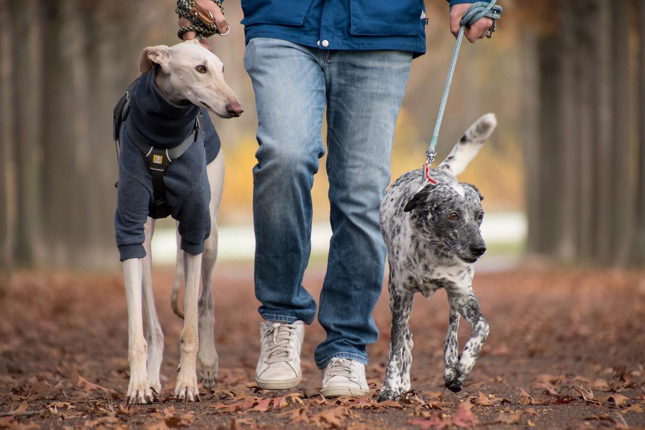 cane al guinzaglio