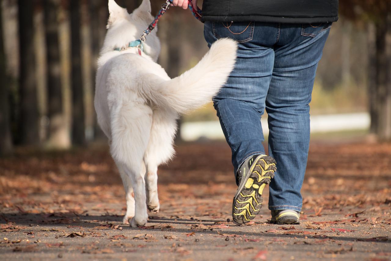 cane al guinzaglio