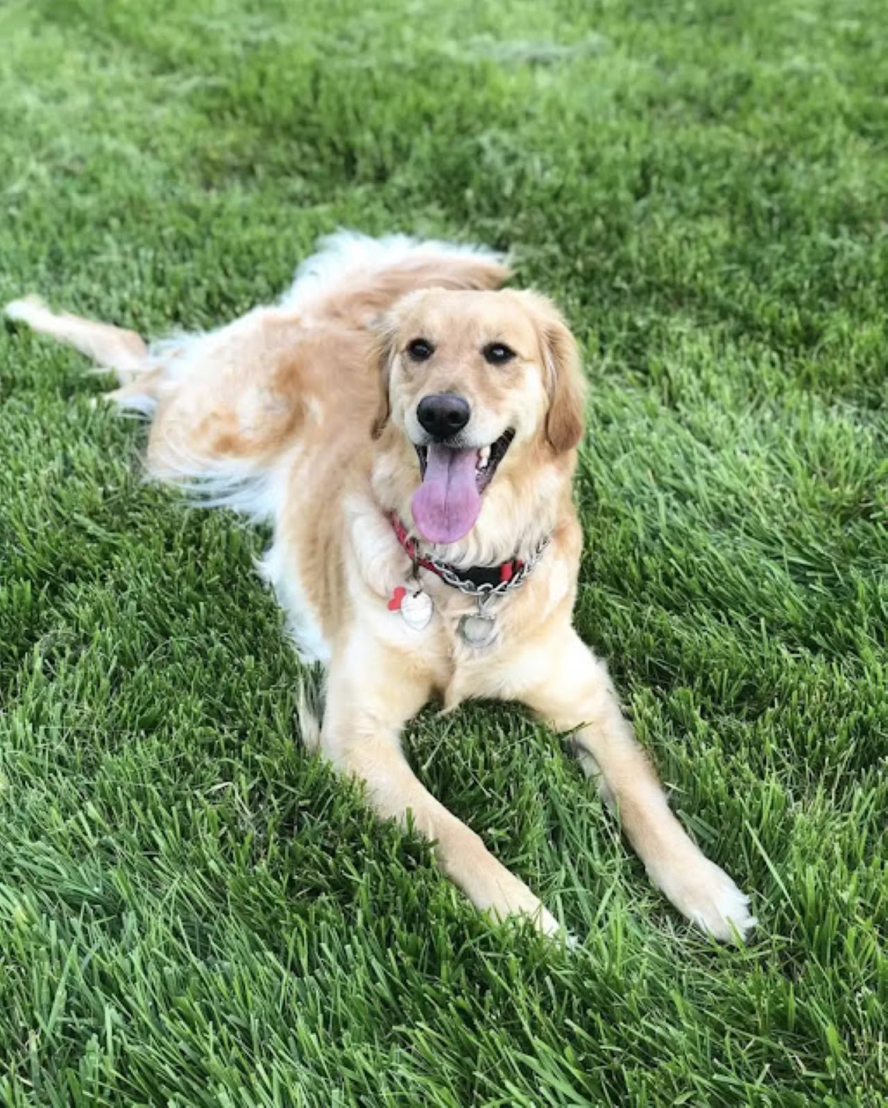 cane luna prima volta