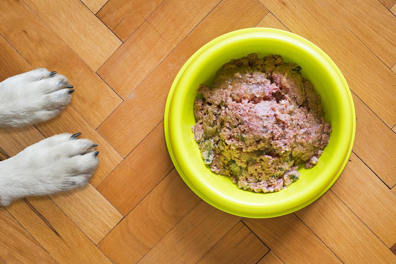 cane mangiare frettolosamente