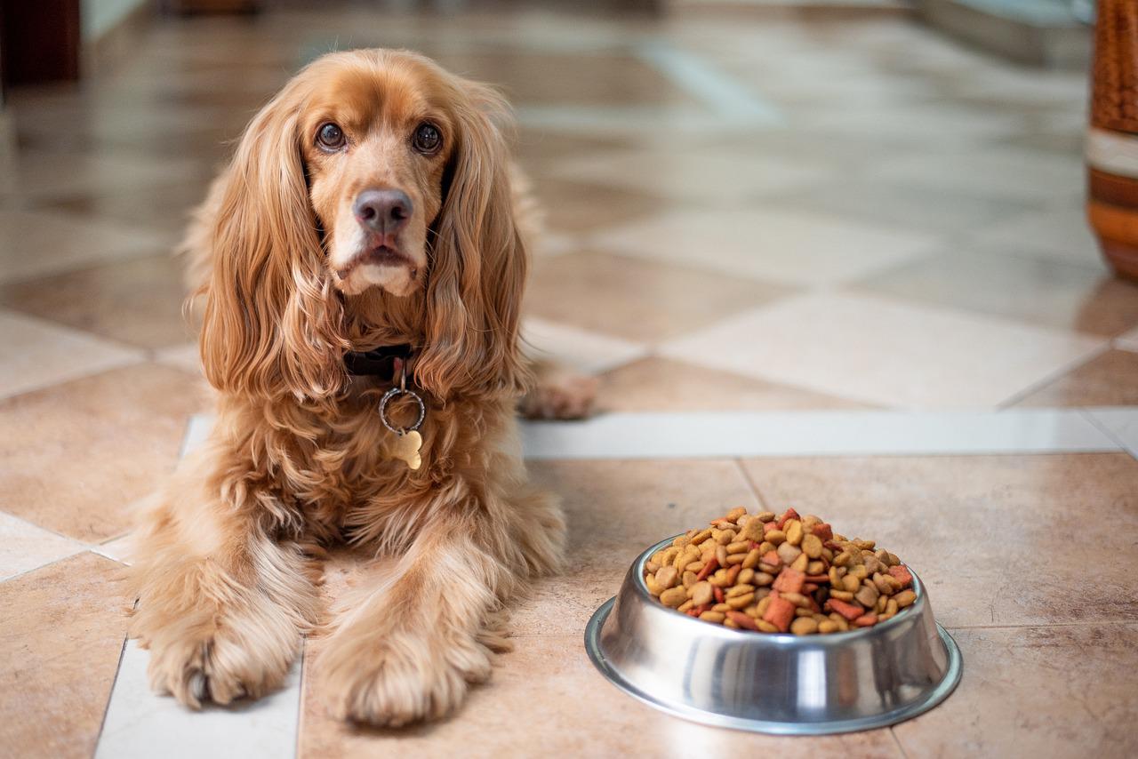 cane mangiare frettolosamente