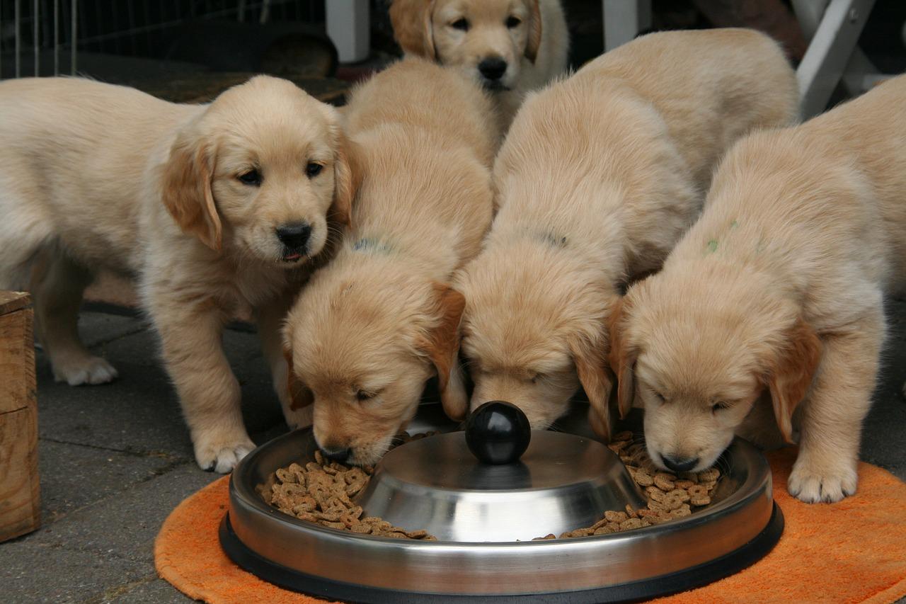 cane mangiare frettolosamente