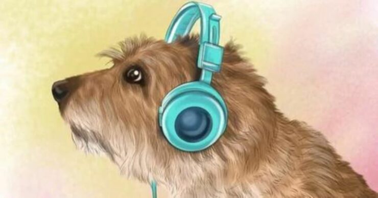 cane usare musica