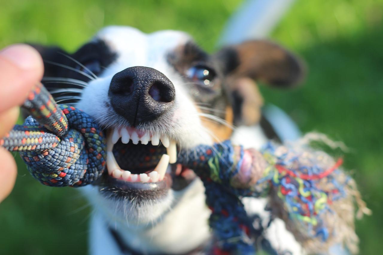 cane cosa non va