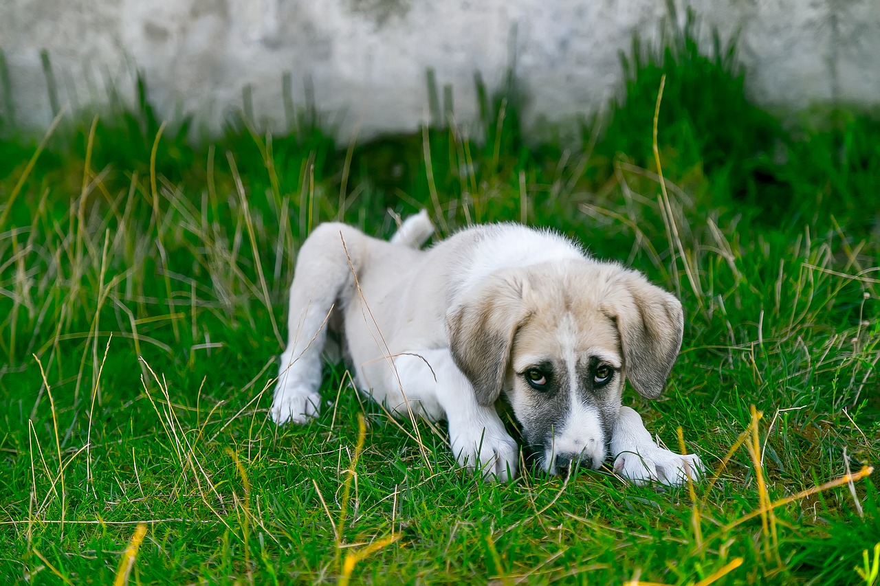 cane cosa non va 