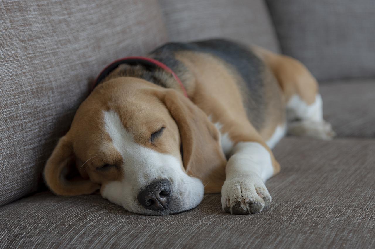 capire se il cane sta sognando