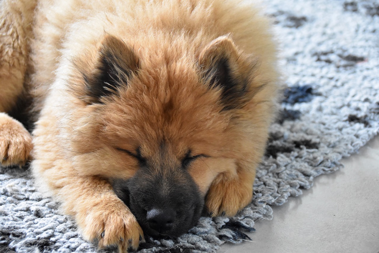 capire se il cane sta sognando