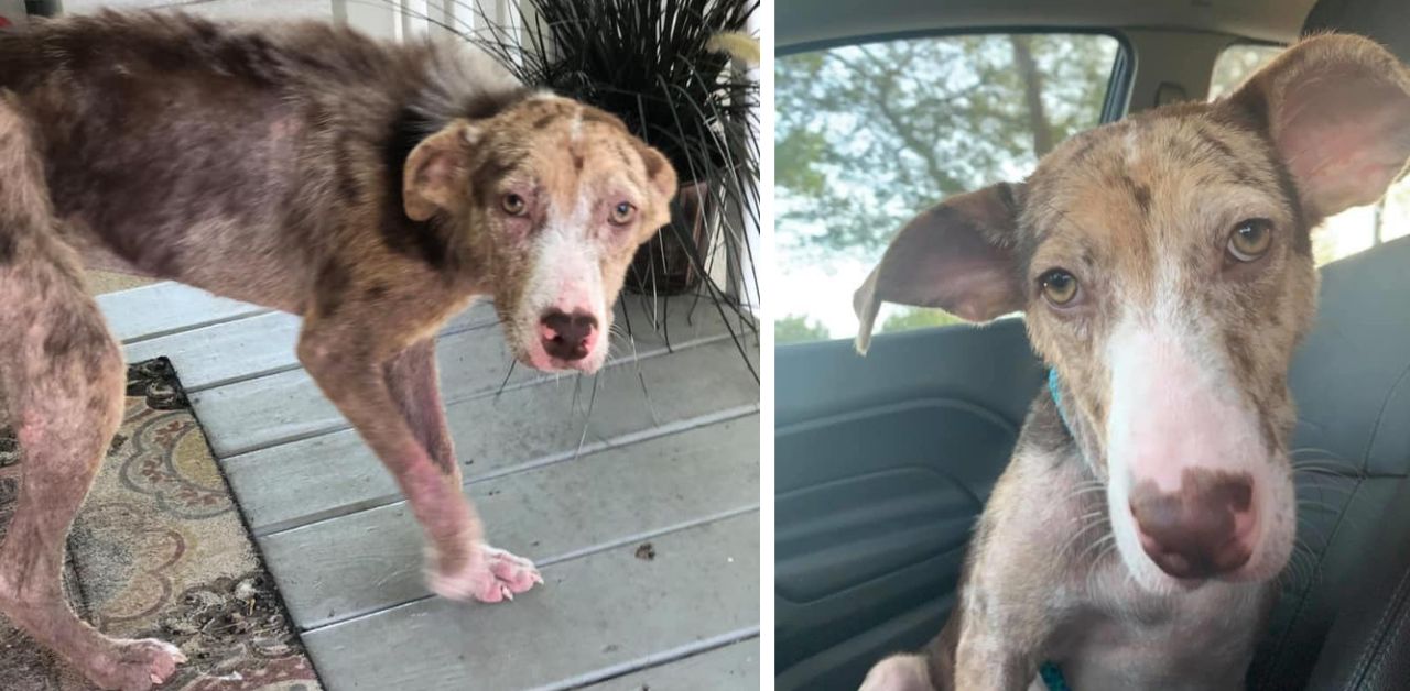 Cane malato si sdraia sulla porta di una casa e supplica di essere aiutato