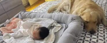Cane resta deluso quando non riceve indietro la pallina dalla neonata. La scena è esilarante
