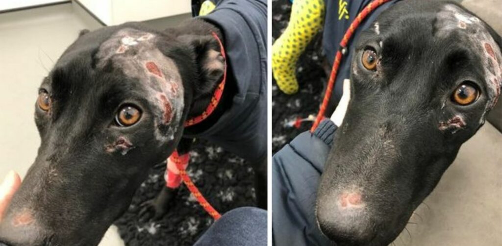 Dopo che il cane è scappato dal dog sitter, il proprietario ha dovuto pagare un conto di 8,500 sterline dal veterinario
