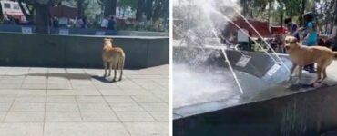 Cane randagio ha aspettato pazientemente che si accendesse la fontana per godersi l'acqua fresca