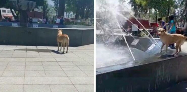 Cane randagio ha aspettato pazientemente che si accendesse la fontana per godersi l'acqua fresca