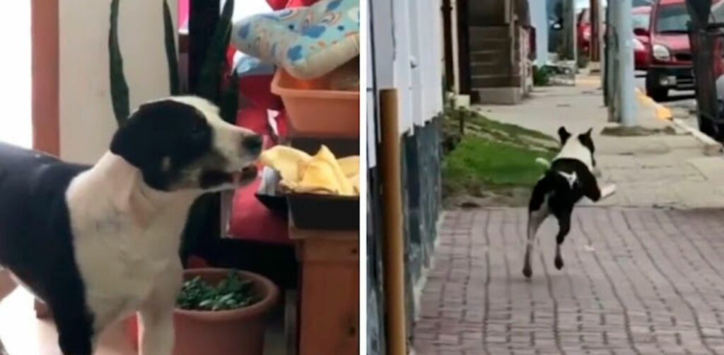 Il cane ruba del cibo e se ne va saltellando pensando di non essere visto